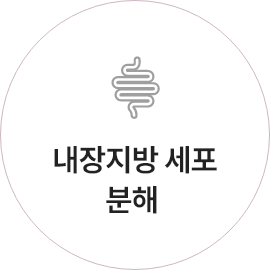 내장지방 세포 분해